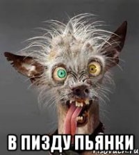 в пизду пьянки