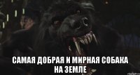  Самая добрая и мирная собака на Земле