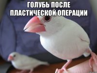 голубь после пластической операции 