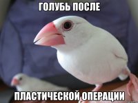 голубь после пластической операции