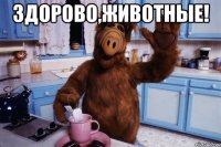 здорово,животные! 