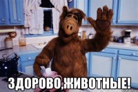  здорово,животные!