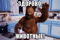 здорово, животные!