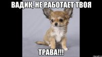 Вадик, не работает твоя ТРАВА!!!