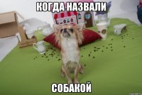когда назвали собакой