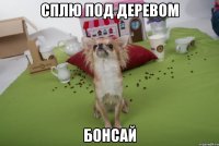 сплю под деревом бонсай