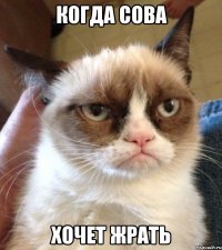 когда сова хочет жрать