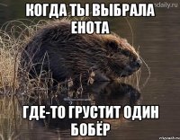 когда ты выбрала енота где-то грустит один бобёр