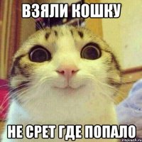 взяли кошку не срет где попало