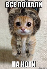 все поїхали на коти