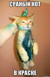 Сраный кот в краске