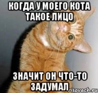 Когда у моего кота такое лицо значит он что-то задумал