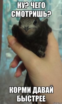 Ну? Чего смотришь? Корми давай быстрее