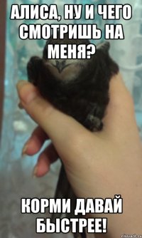 Алиса, ну и чего смотришь на меня? Корми давай быстрее!