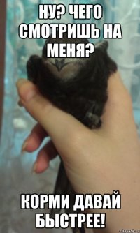 Ну? Чего смотришь на меня? Корми давай быстрее!