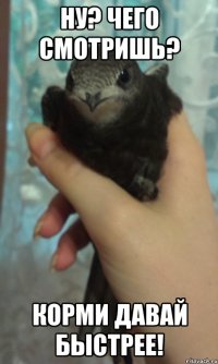 Ну? Чего смотришь? Корми давай быстрее!
