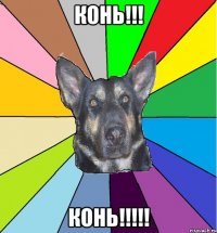 КОНЬ!!! КОНЬ!!!!!