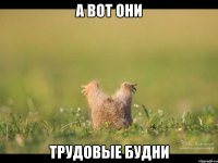 а вот они трудовые будни