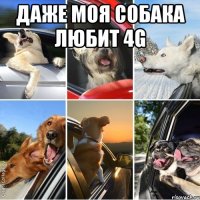 Даже моя собака любит 4g 