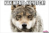 Как жрать хочется! 