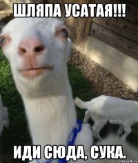 Шляпа усатая!!! иди сюда, сука.