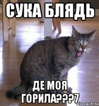 сука блядь де моя горила???7