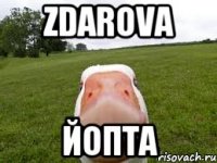 ZDAROVA ЙОПТА