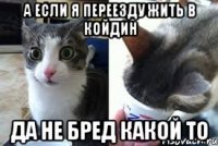 А если я переезду жить в койдин Да не бред какой то