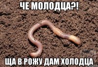 Че молодца?! Ща в рожу дам холодца