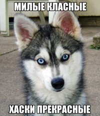 милые класные хаски прекрасные