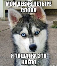 мой девиз четыре слова я тошатка это клёво