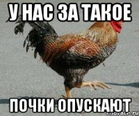 У НАС ЗА ТАКОЕ ПОЧКИ ОПУСКАЮТ