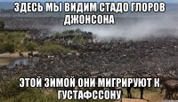 Здесь мы видим стадо глоров Джонсона Этой зимой они мигрируют к Густафссону