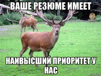 Ваше резюме имеет наивысший приоритет у нас
