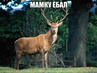 мамку ебал 