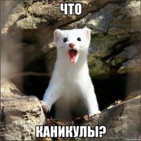 что КАНИКУЛЫ?