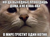 Когда выходные проводишь дома, а не в Ква-Ква В мире грустит один котик