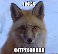 лиса хитрожопая