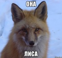 она лиса