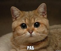  раб