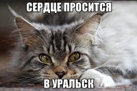 Сердце просится В уральск