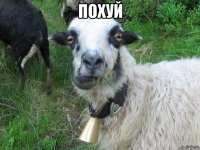 Похуй 
