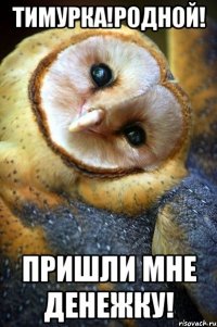 Тимурка!Родной! Пришли мне денежку!