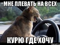 МНЕ ПЛЕВАТЬ НА ВСЕХ КУРЮ ГДЕ ХОЧУ