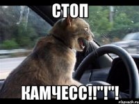СТОП КАМЧЕСС!!"!"!