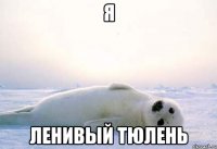 я ленивый тюлень