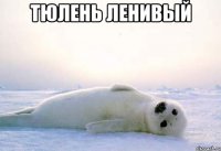 тюлень ленивый 