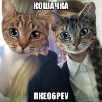 кошачка пкео6реу