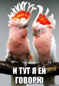  и тут я ей говорю