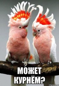  может курнём?